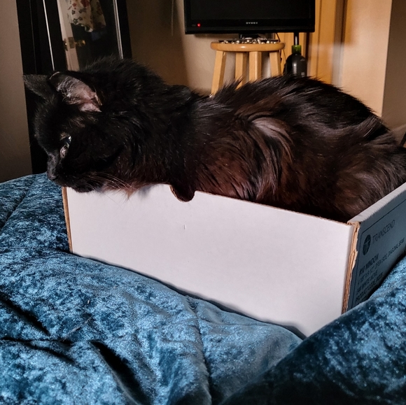 All proceeds from my sales go towards vet bills for this little monster - Picture 2 of 4